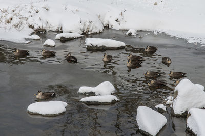 High angle view of birds in water during winter