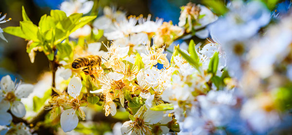 Close-up photo of a honey bee gathering nectar and spreading pollen on white flowers