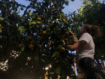 Harvesting lemons in the garden