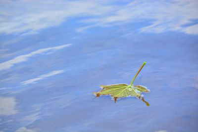 Leaf floating on water in lake