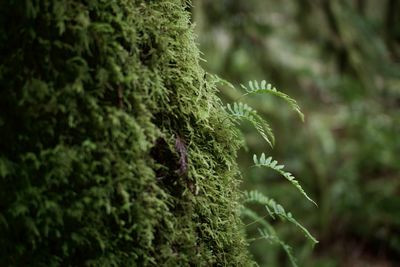 Ferns sprouting from a mossy undergrowth