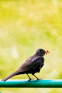 Close-up of bird perching on railing