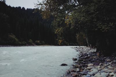 Scenic view of river amidst trees in forest