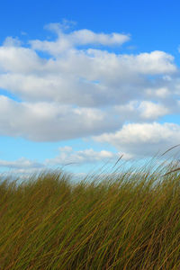 Close-up of wheat field against sky