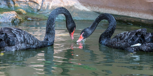 Swan swimming in lake