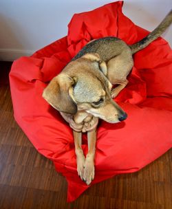High angle view of dog lying on red bean bag at house