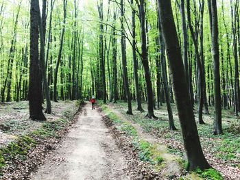 Man walking on walkway in forest