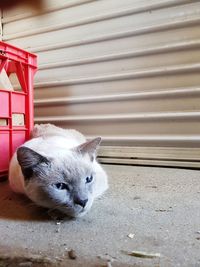 Close-up portrait of cat