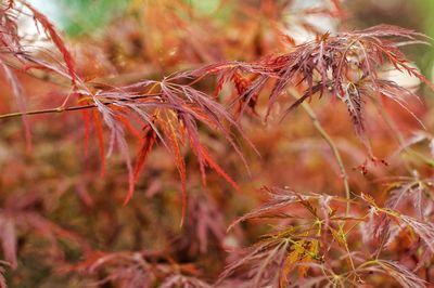 Close-up of dry leaves on tree during autumn