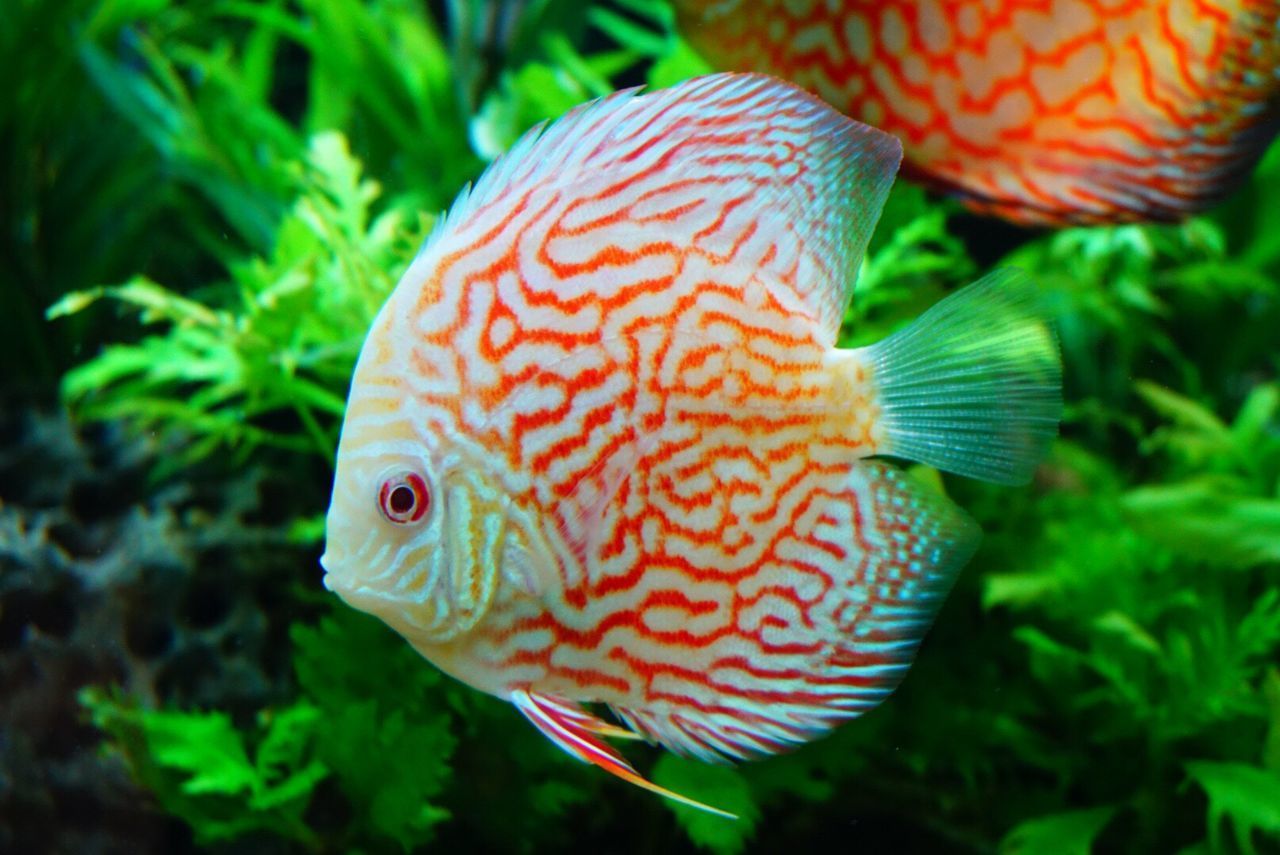 CLOSE-UP OF FISH SWIMMING IN AQUARIUM