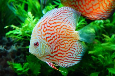 Close-up of fish swimming underwater