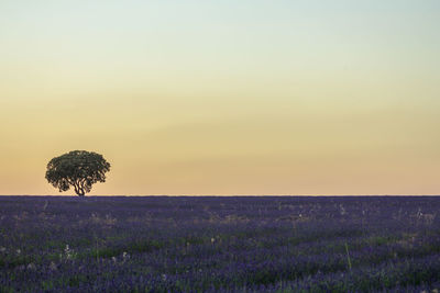 Scenic view of lavender field against sky during sunset