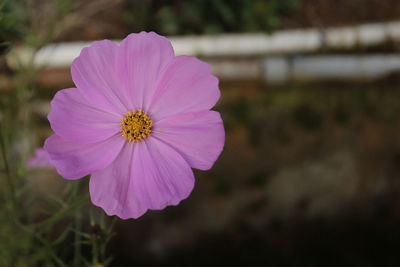 Close-up of pink cosmos flower
