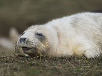 Close-up of grey seal sleeping on grassy field