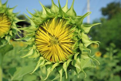 Close-up of sunflower on plant