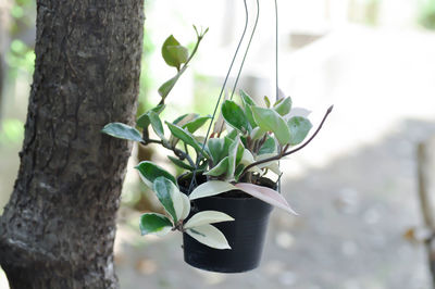 Close-up of potted plant on tree trunk