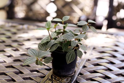 Close-up of potted plant