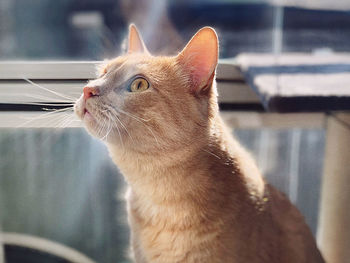 Close-up of a cat looking away