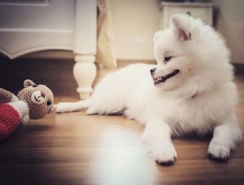 Close-up of white dog lying down on hardwood floor