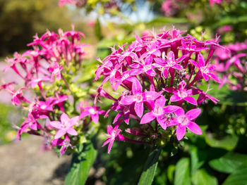 Close-up of pink flowers blooming outdoors