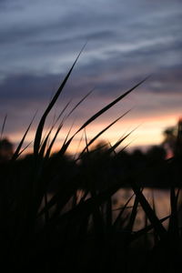 Close-up of silhouette grass against sky at sunset