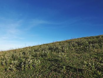 Grassy field against blue sky