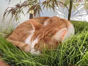 cat