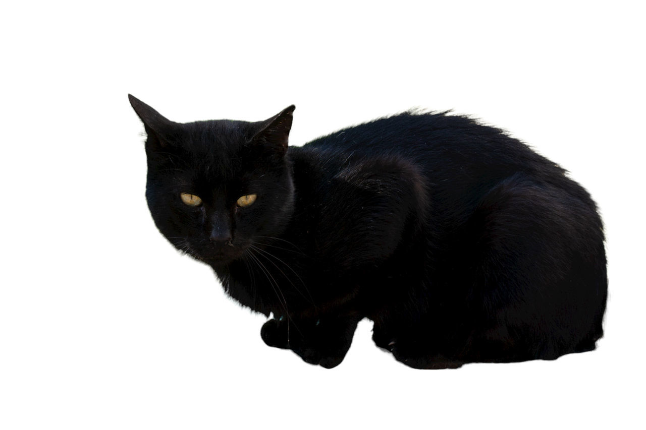 animal, black cat, animal themes, cat, domestic cat, pet, mammal, domestic animals, one animal, black, feline, white background, cut out, whiskers, felidae, small to medium-sized cats, studio shot, portrait, no people, animal body part, indoors, animal hair, looking at camera