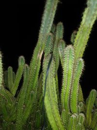 Close-up of succulent plant