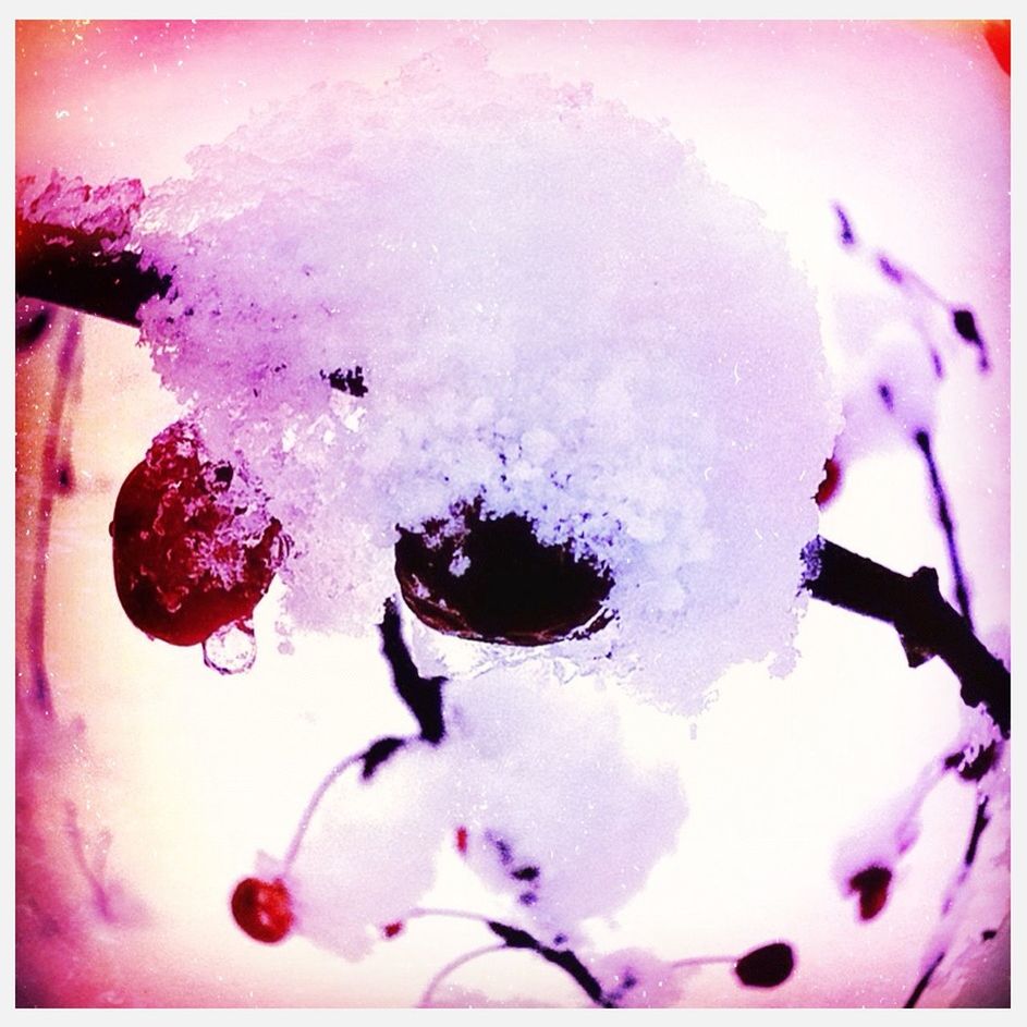 transfer print, auto post production filter, indoors, close-up, high angle view, pink color, cold temperature, still life, freshness, ice, no people, frozen, flower, nature, heart shape, fragility, winter, day, vignette, snow