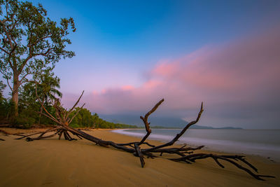 Dead tree on sand at beach against sky