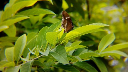 Close-up of butterfly on plant