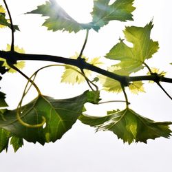 Low angle view of leaves