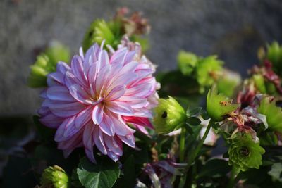 Close-up of flowers blooming outdoors