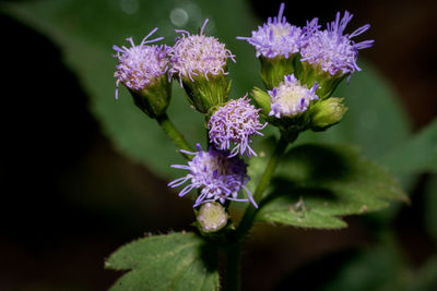 Close-up of purple flowering plant