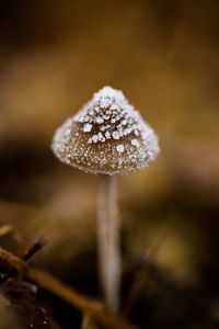 Close-up of mushroom