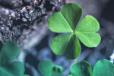 Close-up of green leaves on plant