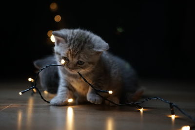 Close-up of a cat looking away