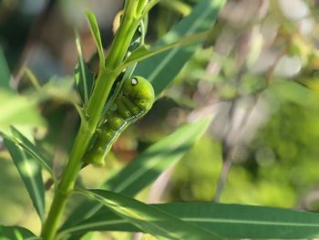 Close-up of insect on leaf