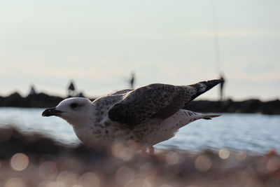 Close-up of seagull flying over sea