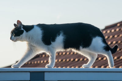 Side view of cat looking at camera