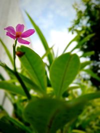 Close-up of pink flowering plant