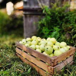 Basket of pure organic apple - fruit