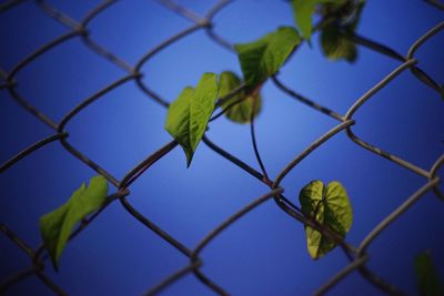 Low angle view of chainlink fence against clear blue sky