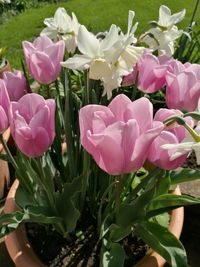 Close-up of pink crocus flowers