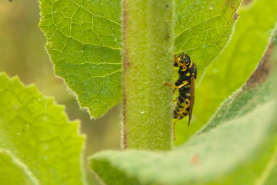 leaf