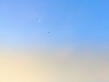 Low angle view of bird flying in sky