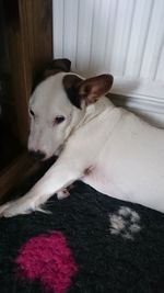High angle view of dog resting on floor at home