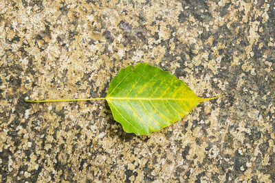 leaf
