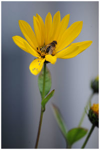 Close-up of bee pollinating on sunflower